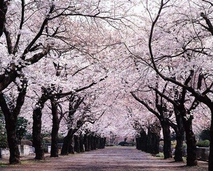 άνθη κερασιάς ιαπωνία